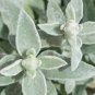 Stachys byzantina Lamb's Ear 100 PCS Seeds