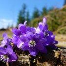 Spring Violet Grass Plant Succulents Grass 200 PCS Seeds Spring Violet Grass Plant Succulents Grass 200 PCS Seeds