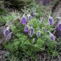 Spring Violet Grass Plant Succulents Grass 200 PCS Seeds