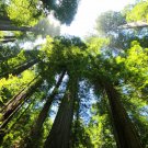 Sequoiadendron giganteum Giant Sequoia Giant Redwood 100 PCS Seeds Sequoiadendron giganteum Giant Sequoia Giant Redwood 100 PCS Seeds