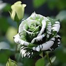 Holland Candy Stripe Rose Bonsai Lover Gift Green White 50 PCS Seeds Holland Candy Stripe Rose Bonsai Lover Gift Green White 50 PCS Seeds