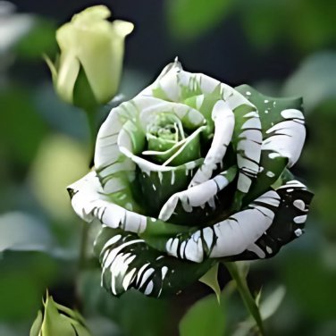 Holland Candy Stripe Rose Bonsai Lover Gift Green White 50 PCS Seeds