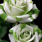 Holland Candy Stripe Rose Bonsai Lover Gift Green White 50 PCS Seeds