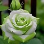Holland Candy Stripe Rose Bonsai Lover Gift Green White 50 PCS Seeds