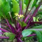Purple Choy Sum 1500 PCS Seeds