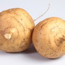 Jicama Pachyrhizus Erosus Organic Vegetables 10 PCS Seeds