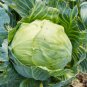 Cabbage Cabbage Wraps 400 PCS Seeds