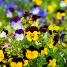 Wavy Viola Tricolor Pansy Flower Dark Purple with Yellow Petals 200 PCS Seeds Wavy Viola Tricolor Pansy Flower Dark Purple with Yellow Petals 200 PCS Seeds