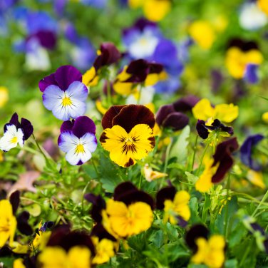 Wavy Viola Tricolor Pansy Flower Dark Purple with Yellow Petals 200 PCS Seeds