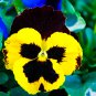 Wavy Viola Tricolor Pansy Flower Dark Purple with Yellow Petals 200 PCS Seeds