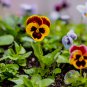 Wavy Viola Tricolor Pansy Flower Dark Purple with Yellow Petals 200 PCS Seeds