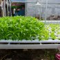Water spinach water convolvulus vegetables with big leaves 100 PCS Seeds