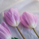 Tulip Purple White Flowers 100 PCS Seeds Tulip Purple White Flowers 100 PCS Seeds