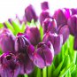 Tulip Purple White Flowers 100 PCS Seeds