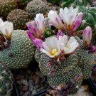 BLOSSFELDIA Cactaceae Truffle Jade Mixed 10 PCS Seeds BLOSSFELDIA Cactaceae Truffle Jade Mixed 10 PCS Seeds