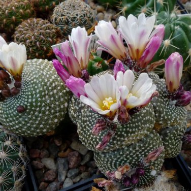 BLOSSFELDIA Cactaceae Truffle Jade Mixed 10 PCS Seeds
