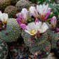 BLOSSFELDIA Cactaceae Truffle Jade Mixed 10 PCS Seeds