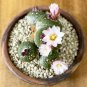 BLOSSFELDIA Cactaceae Truffle Jade Mixed 10 PCS Seeds