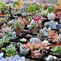 Succulent Planter Mix Lithops 500 PCS Seeds