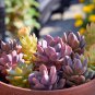 Succulent Planter Mix Lithops 500 PCS Seeds