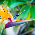 Strelitzia Reginae Plants Bird of Paradise Flower Plants 100 PCS Seeds