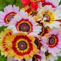 Spiral Daisy Rainbow Color 30 PCS Seeds