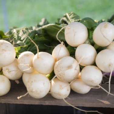 small fruit Radish 800 PCS Seeds