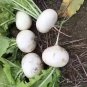 small fruit Radish 800 PCS Seeds