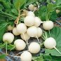 small fruit Radish 800 PCS Seeds