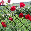 Rose Red Thailand Climbing Rose 100 PCS Seeds Rose Red Thailand Climbing Rose 100 PCS Seeds