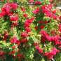 Rose Red Thailand Climbing Rose 100 PCS Seeds