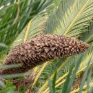 Sago Cycas 5 PCS Seeds