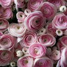 Rouge Ranunculus Flower 100 PCS Seeds