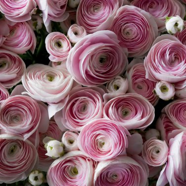 Rouge Ranunculus Flower 100 PCS Seeds