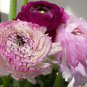 Rouge Ranunculus Flower 100 PCS Seeds