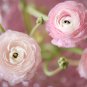 Rouge Ranunculus Flower 100 PCS Seeds