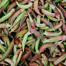 Red Okra 40 PCS Seeds Red Okra 40 PCS Seeds