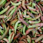 Red Okra 40 PCS Seeds