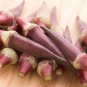 Red Okra 40 PCS Seeds