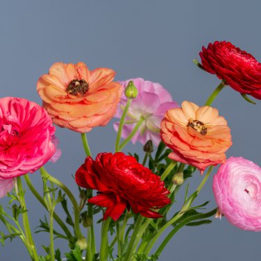 Ranunculus Flower Plants Ranunculus Flower Bonsai 100 PCS Seeds