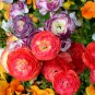 Ranunculus Flower Plants Ranunculus Flower Bonsai 100 PCS Seeds