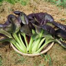 Purple Lady Bok Choy 1200 PCS Seeds