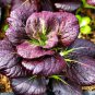 Purple Lady Bok Choy 1200 PCS Seeds