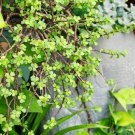 Portulacaria afra sementes 50 PCS Seeds