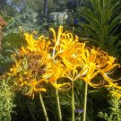 Lycoris Radiata Orange Yellow Manjusaka Flowers Perennial 15 PCS Seeds Lycoris Radiata Orange Yellow Manjusaka Flowers Perennial 15 PCS Seeds