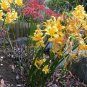 Lycoris Radiata Orange Yellow Manjusaka Flowers Perennial 15 PCS Seeds