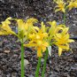 Lycoris Radiata Orange Yellow Manjusaka Flowers Perennial 15 PCS Seeds