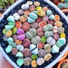 Lithop Mixed 100 PCS Seeds