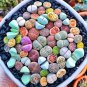 Lithop Mixed 100 PCS Seeds