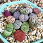 Lithop Mixed 100 PCS Seeds